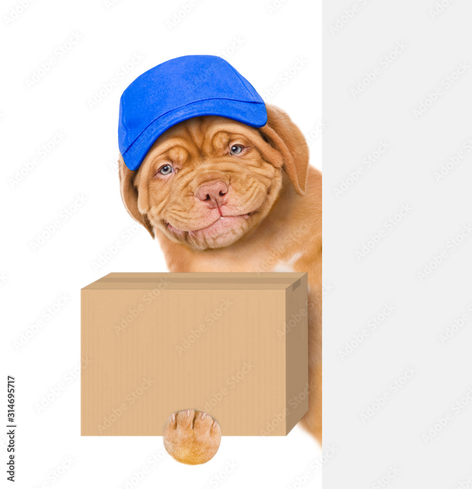 Aufkleber smiling puppy wearing a blue cap holds big box and looks from behind empty banner. isolated on white