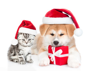 Akita inu puppy with gift box and cute kitten wearing red christmas hats looks at camera together. isolated on white background