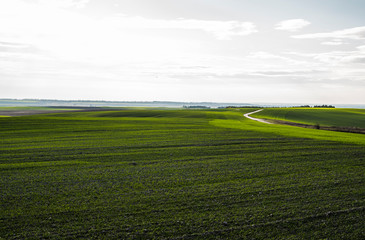Fototapeta premium Field of young wheat seedlings growing in autumn. Young green wheat growing in soil. Agricultural proces. Close up on sprouting rye agriculture on a field sunny day with blue sky. Sprouts of rye.