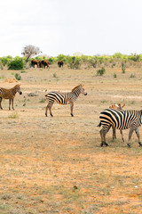 Fototapeta na wymiar Group of Zebras in the Savannah