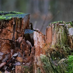 old stump in the woods