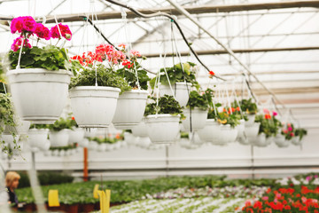 Pelargonium plants hanging in white pots in springtime, ready for export