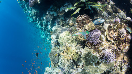 Naklejka na ściany i meble Coral Reef at the Red Sea,Egypt. Underwater landscape with fish and reefs.