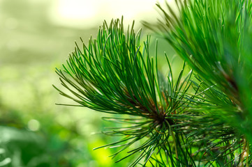 Close-up photo of green needle pine tree. Small pine cones at the end of branches. Blurred pine needles in background. Selective focus