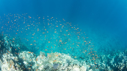 Coral Reef at the Red Sea,Egypt. Underwater landscape with fish and reefs.