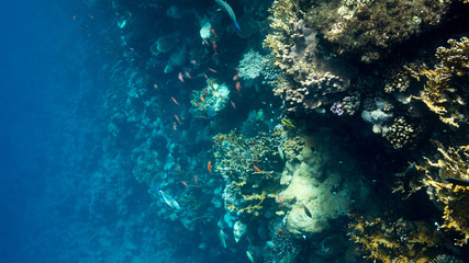 Coral Reef at the Red Sea,Egypt. Underwater landscape with fish and reefs.