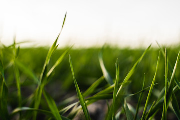 Young wheat seedlings growing on a field in autumn. Young green wheat growing in soil. Agricultural proces. Close up on sprouting rye agriculture on a field sunny day with blue sky. Sprouts of rye.