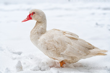 muscovy duck