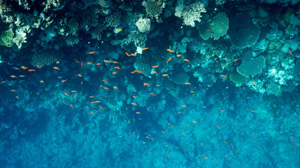 Naklejka na ściany i meble Coral Reef at the Red Sea,Egypt. Underwater landscape with fish and reefs.