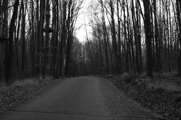 Obraz premium path in the forest