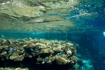 Coral Reef at the Red Sea,Egypt. Underwater landscape with fish and reefs.