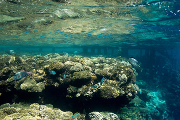 Coral Reef at the Red Sea,Egypt. Underwater landscape with fish and reefs.