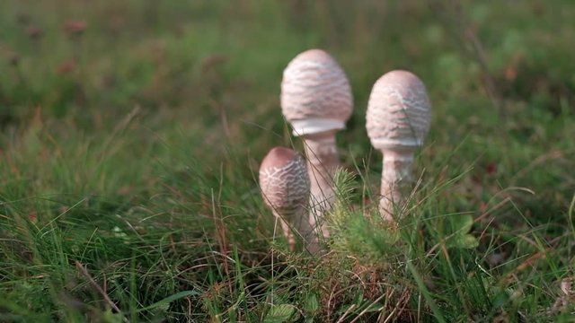 Wild parasol mushrooms on a meadow. Slow motion POV dolly shot on a gimbal.