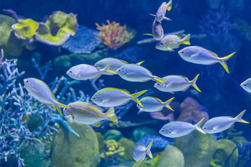 Fototapeta na wymiar Colorful sea fish in aquarium