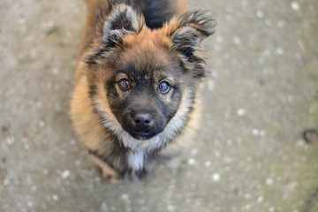 Pretty German shepherd puppy black and brown with collar close-up