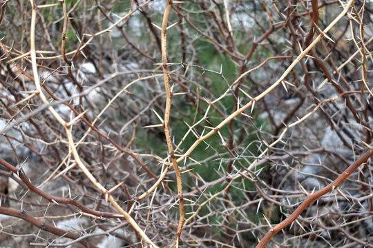 dry prickly rose. Cactus with thorns outdoor