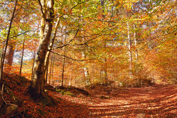 sonniger Waldweg voller Laub im Herbst