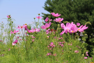 Fototapeta premium Wildflowers