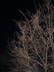 Iced trees with winter snow, January 2020