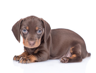 Obraz premium Short haired dachshund puppy lies in side view and looks at camera. isolated on white background