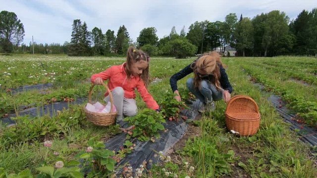 young woman and her daughter harvesting strawberry in field in Finland