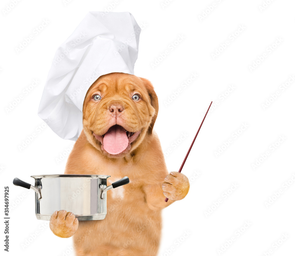 Poster funny dog holds a metal pan in its paws and shows away on empty space. isolated on white background