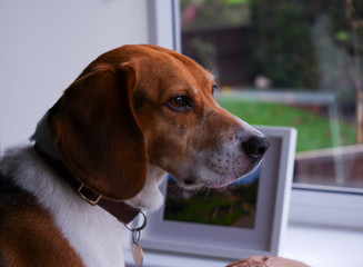 Beagle looking out of the window