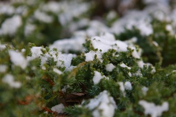 Green branches of a bush with snow. Winter.