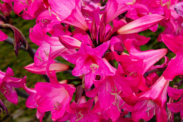 Pink Amaryllis Belladonna blooming. Also called Jersey Lily or Naked Lady Lily or March Lily