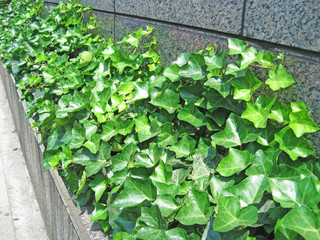 都会のアイビー