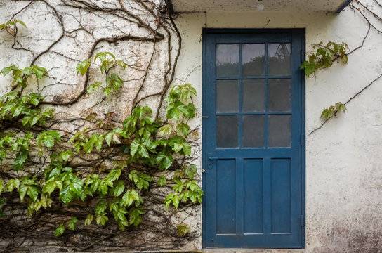 Door With White Wall And Blue Ivy