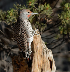 A northern flicker perches on a gnarled stump near Cheyenne, Wyoming