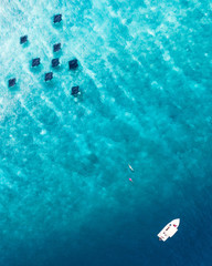 mantas in the ocean Maldives