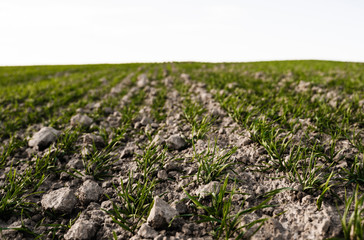 Field of young wheat seedlings growing in autumn. Young green wheat growing in soil. Agricultural proces. Close up on sprouting rye agriculture on a field sunny day with blue sky. Sprouts of rye.