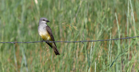 A western kingbird sees his next meal; Cheyenne, Wyoming