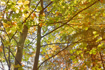 Close Up von Buchenbäumen 