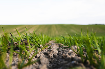 Young wheat seedlings growing on a field in autumn. Young green wheat growing in soil. Agricultural proces. Close up on sprouting rye agriculture on a field sunny day with blue sky. Sprouts of rye.