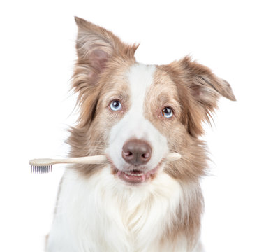 Border Collie Dog Holds Toothbrush In His Mouth. Isolated On White Background