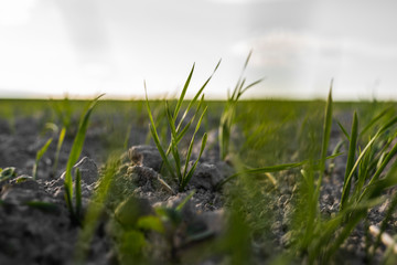 Young wheat seedlings growing on a field in autumn. Young green wheat growing in soil. Agricultural proces. Close up on sprouting rye agriculture on a field sunny day with blue sky. Sprouts of rye.