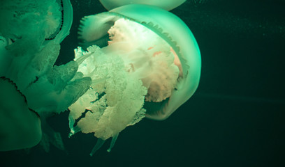 Closeup of a glowing dangerous jellyfish underwater