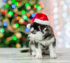 Fototapeta na wymiar Husky puppy wearing a red sata hat sits on a background of the Christmas tree. Empty space for text
