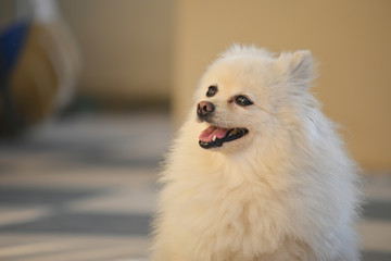 happy white pomeranian dog adorable small pet with fluffy long hair