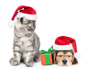 Cat wearing a santa hat looks at a sleepy beagle puppy with a gift