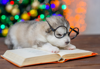 Sleepy Alaskan malamute puppy wearing eyeglasses lies on the book with Christmas tree on background