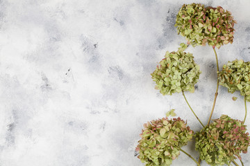 green dry hydrangea flower on blue background