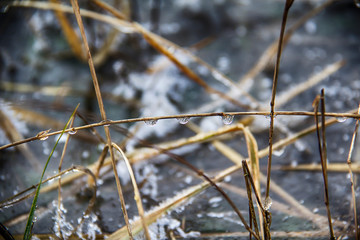 Frozen water with dry grass and drops.
