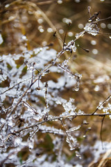 Frozen drops of water on the blades of grass.