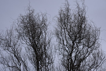 Fototapeta na wymiar Close up of a leafless tree