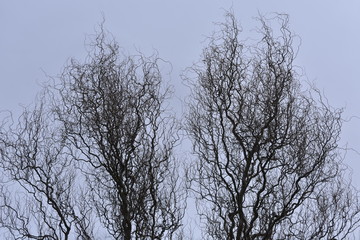 The winter sky with leafless branches