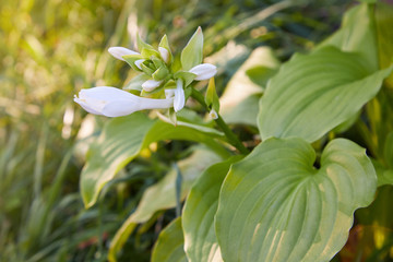 Obraz premium White Hosta plant flowering / Hosta Big daddy plant with flowers growing in the garden